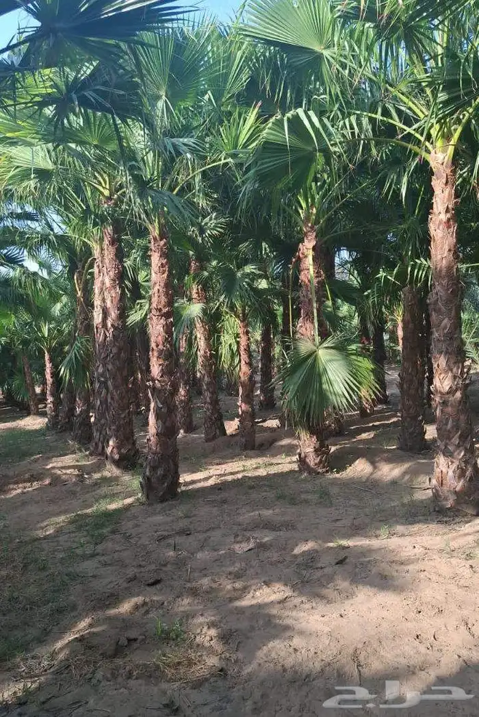 نخل البيع 2