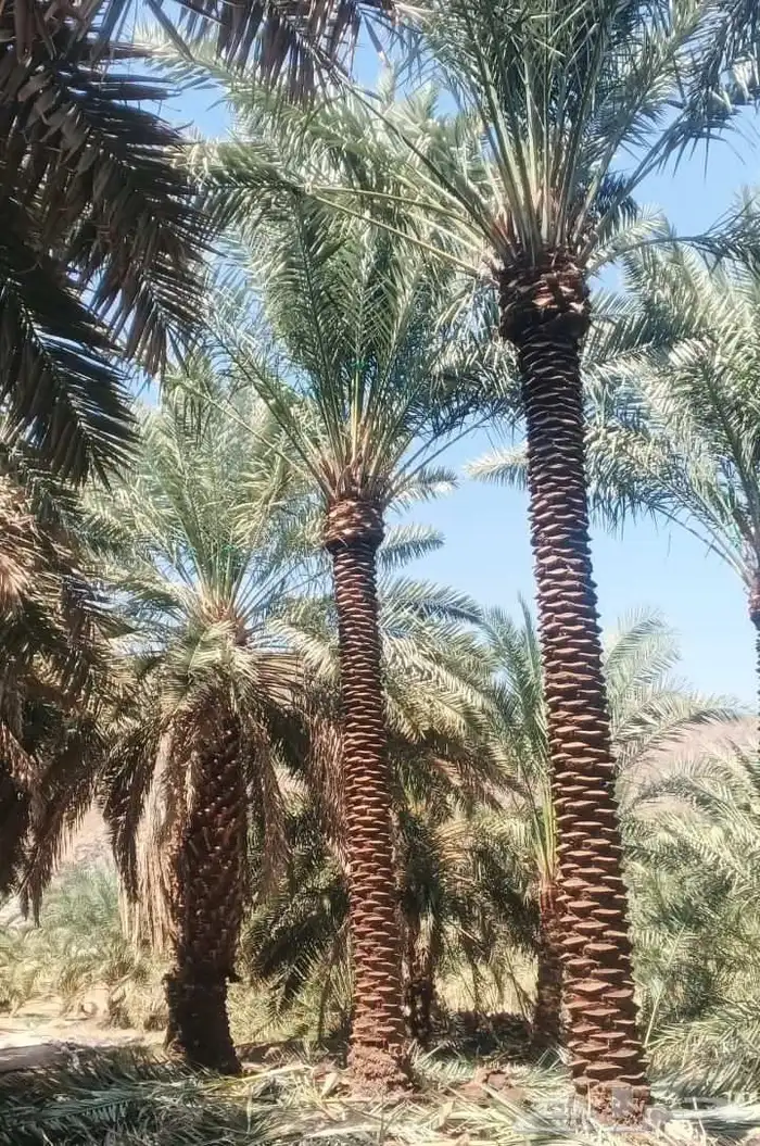 نخل البيع 9