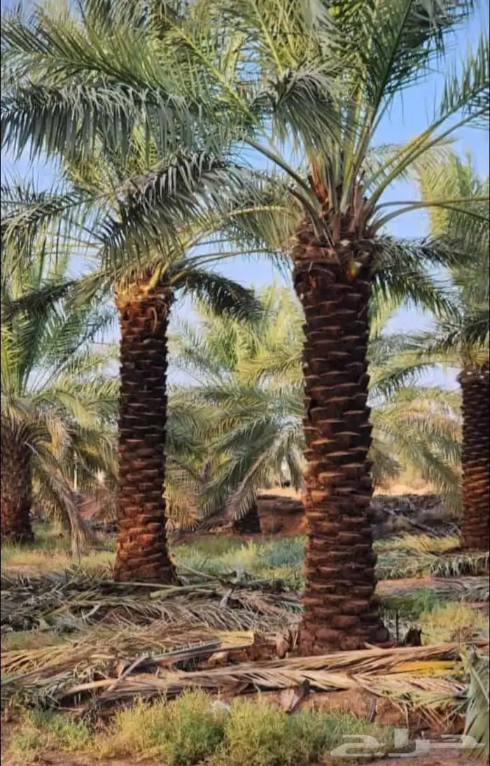 نخيل درجه اولى عربي و واشنطن 8