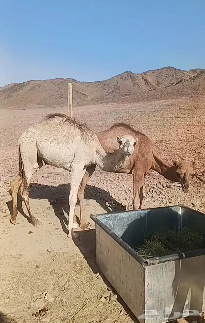 للبيع قعودين وبكره 1