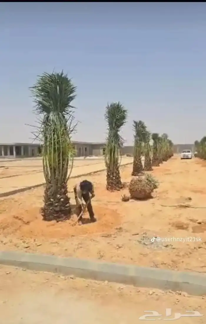 مشاالله تبارك الله نخل طيب 1