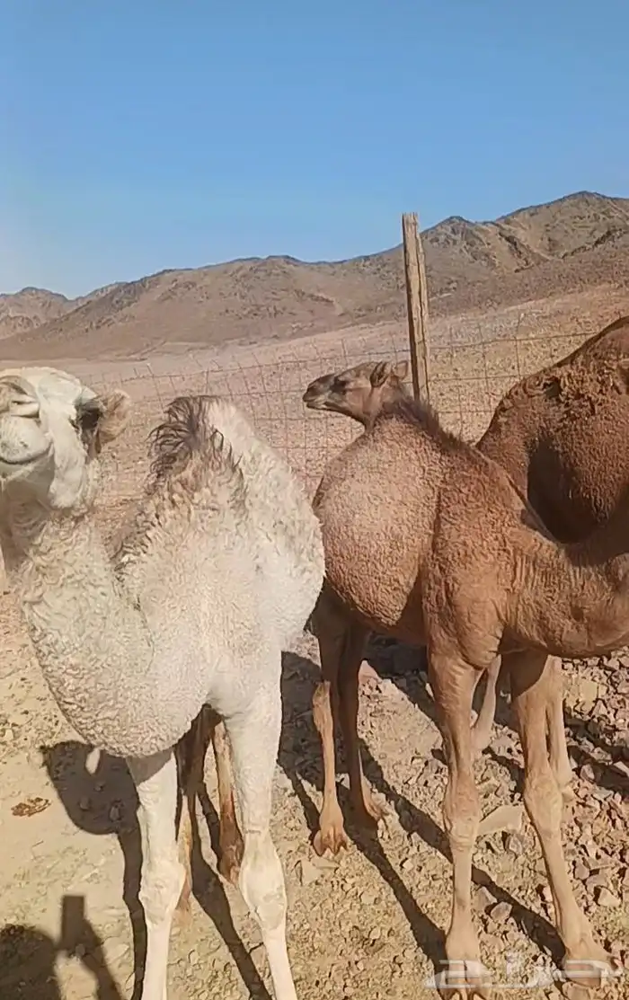 للبيع قعودين وبكره 0