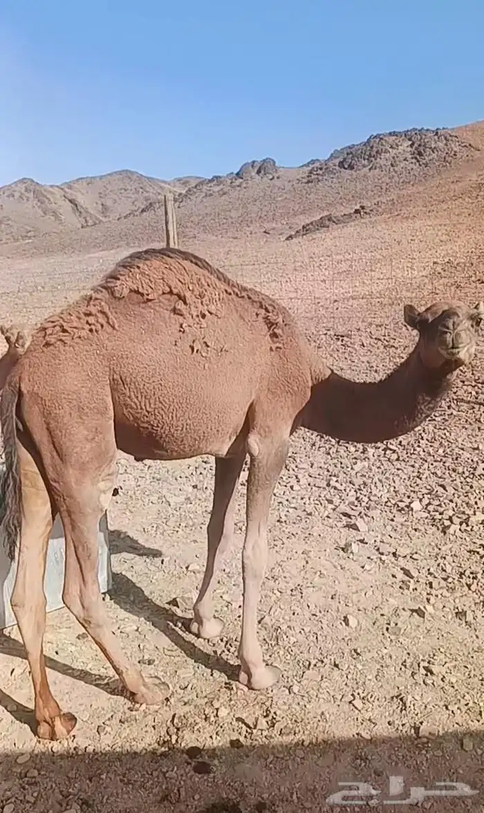 للبيع قعودين وبكره 2