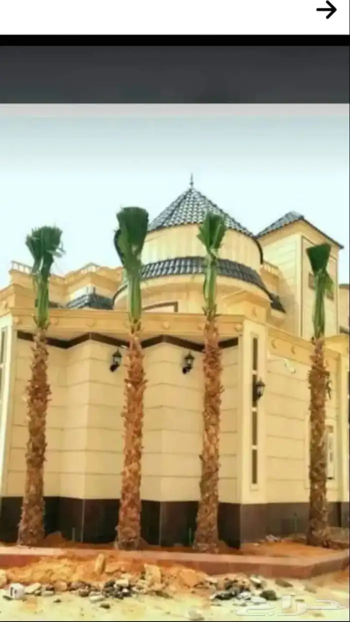 سلام عليكم اليوم عندنا الفسيل المثمره صقعي مجدول روتن برني 3