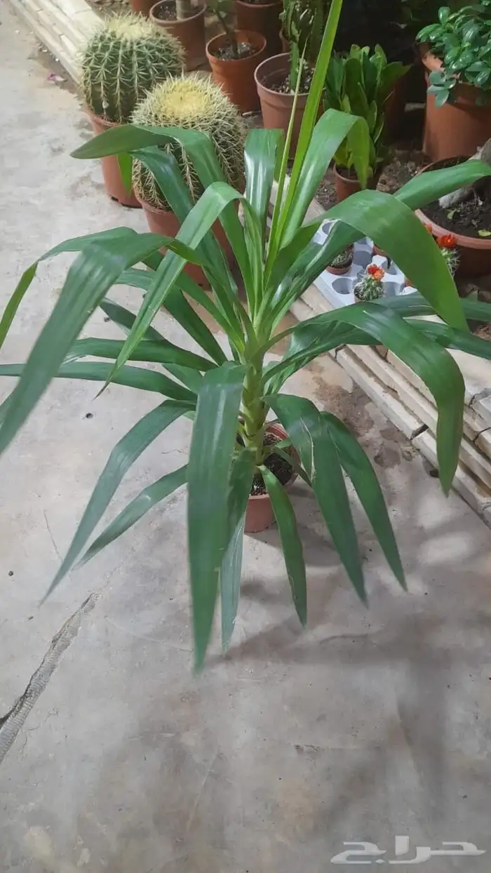 منسق حديق وتركيب جميع شبكات الري العادي 4