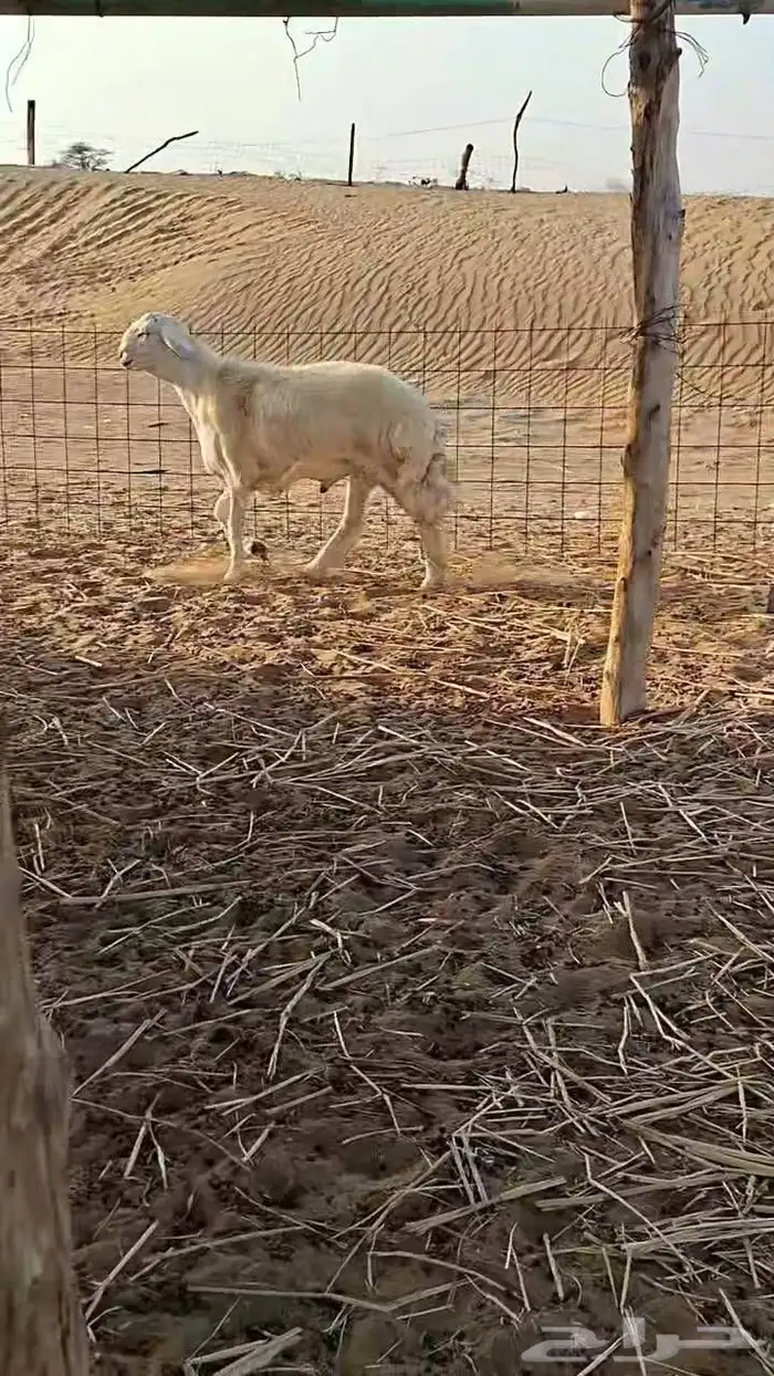 مشروع فحل صنف الصنف إنتاج ساسه من حلال الدعود العمر 6 إلى 7 1