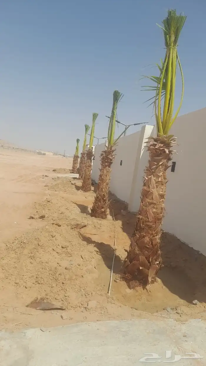 مشاالله تبارك الله نخل طيب 3