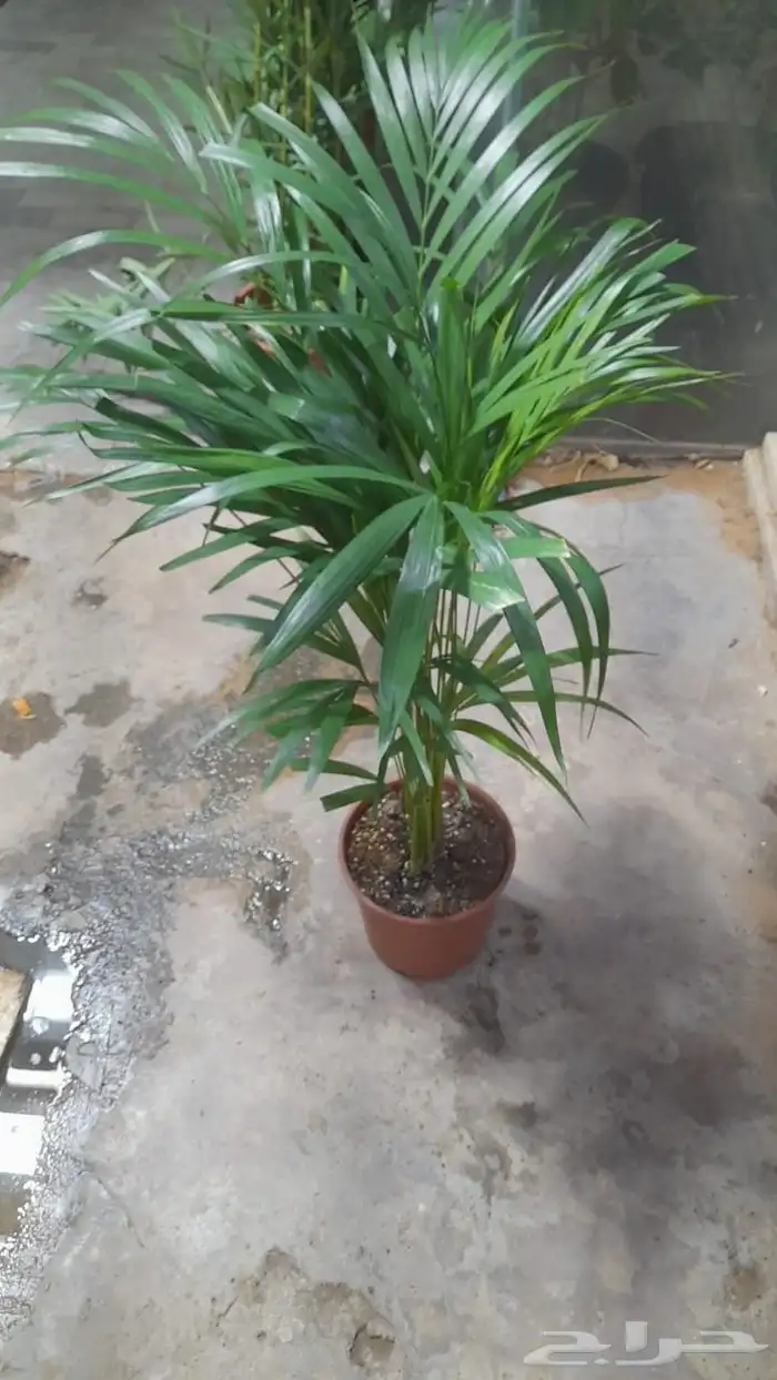 منسق حديق وتركيب جميع شبكات الري العادي 6