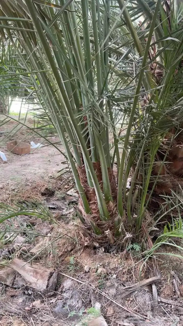 نخل مثمرة اخلاص برحي سكري صقعي مجدول برحي هلالي شيشي عجوه 2