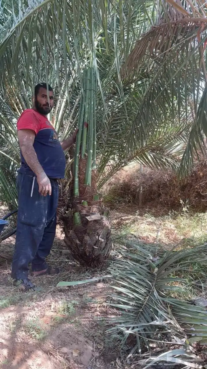 نخل مثمرة اخلاص برحي سكري صقعي مجدول برحي هلالي شيشي عجوه 0