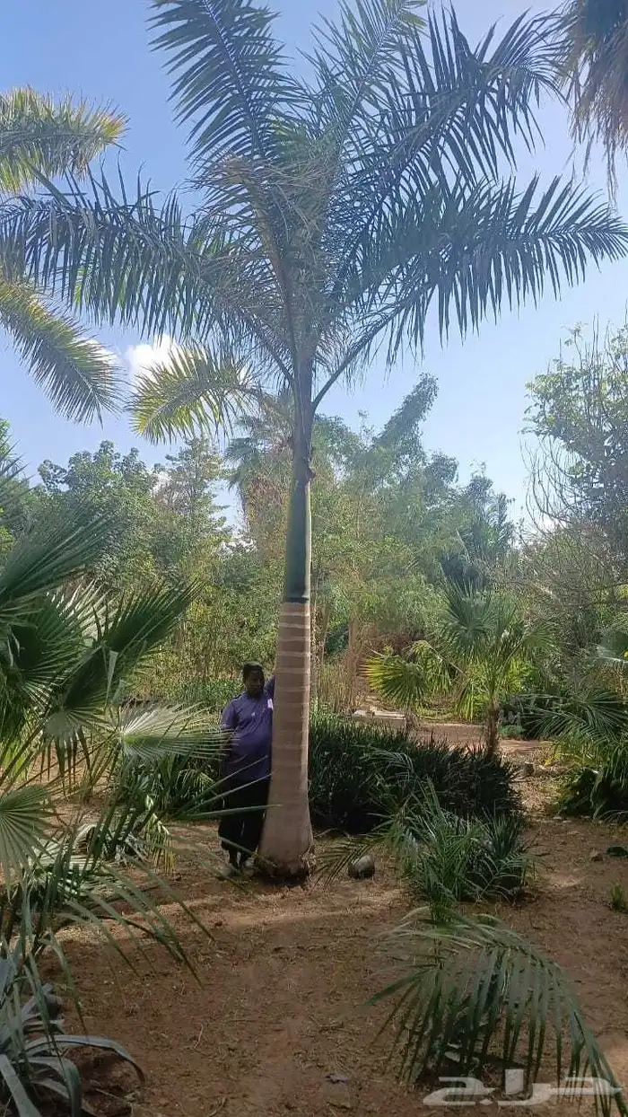 جميع انواع النخيل 2