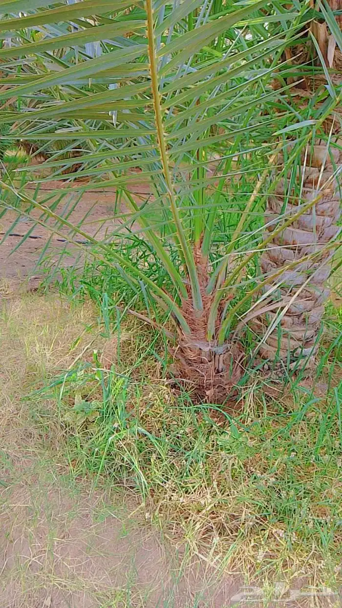 نخل للبيع نقايل جثايث فرواخ 3