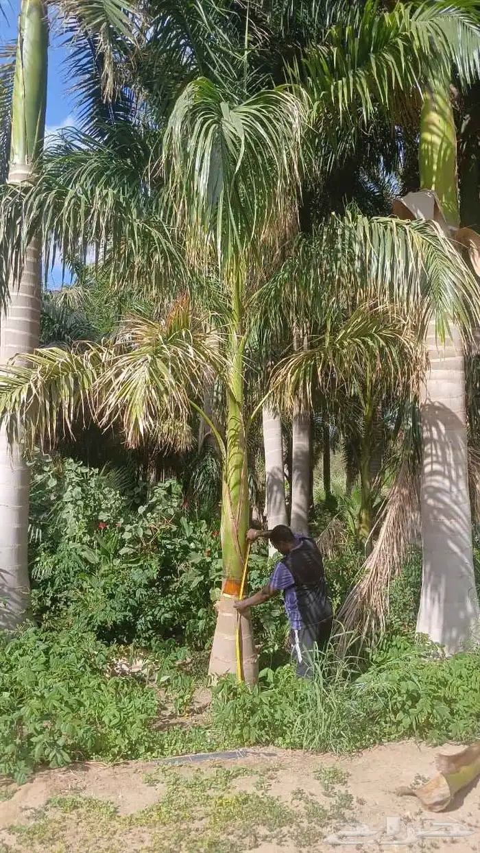 جميع انواع النخيل 3