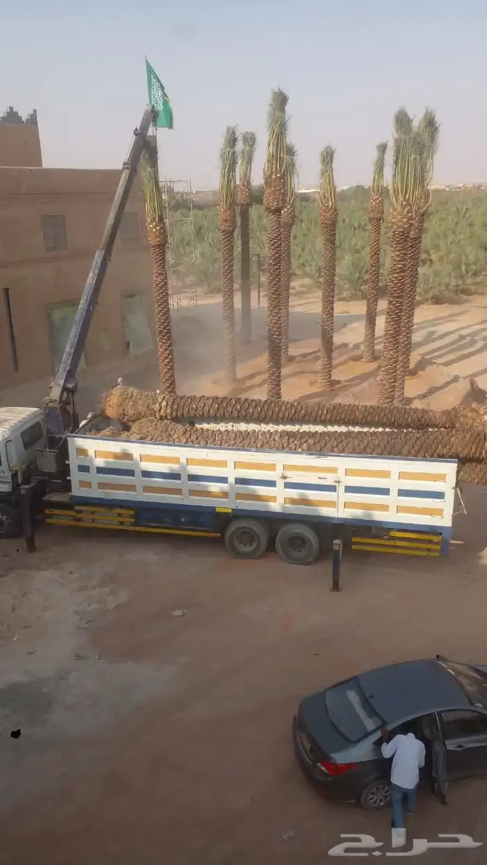 توريد جميع أنواع النخيل 4