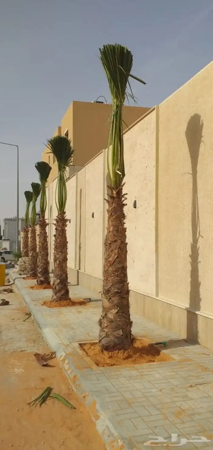 نخيل واشنطني واشجارللبيع 7
