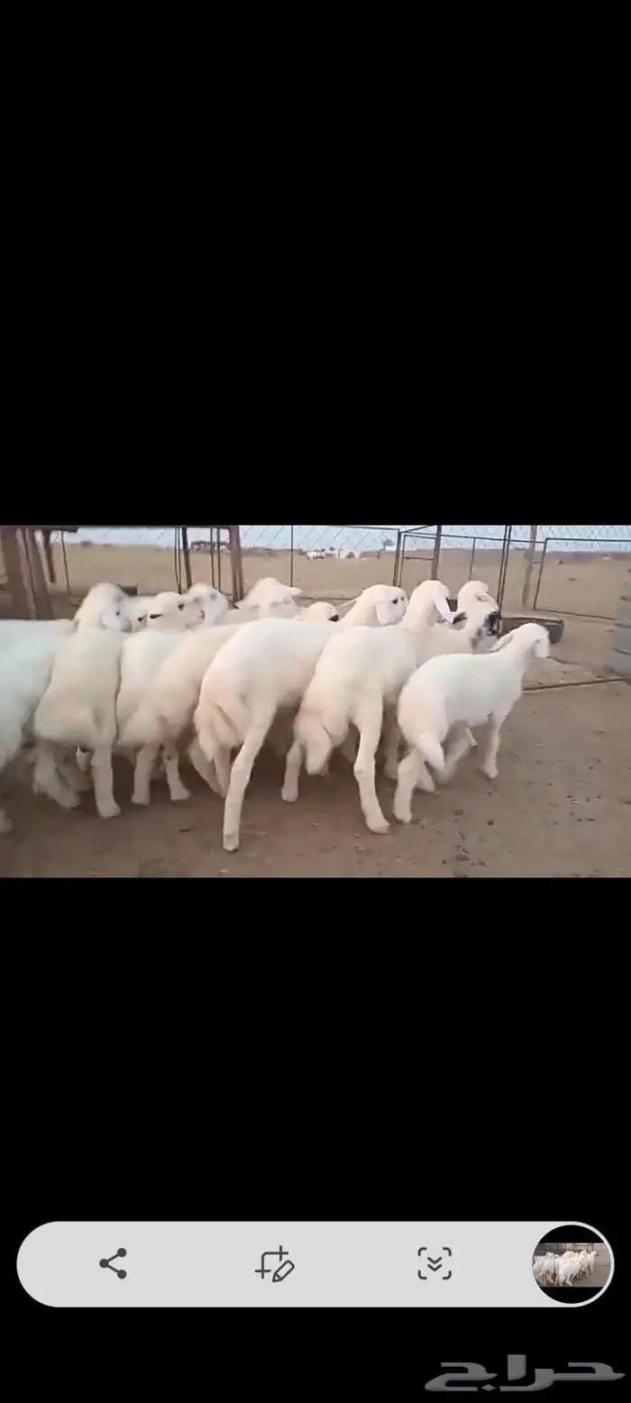 النوع بهم تربيه حري شعره بيض وطرف   العدد 4