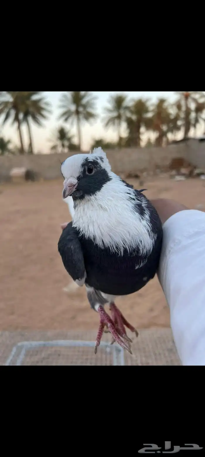 للبيع حمام 2