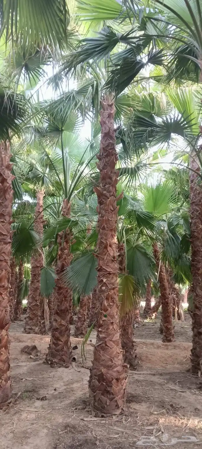 نخيل.وزيتون.للبيع 5