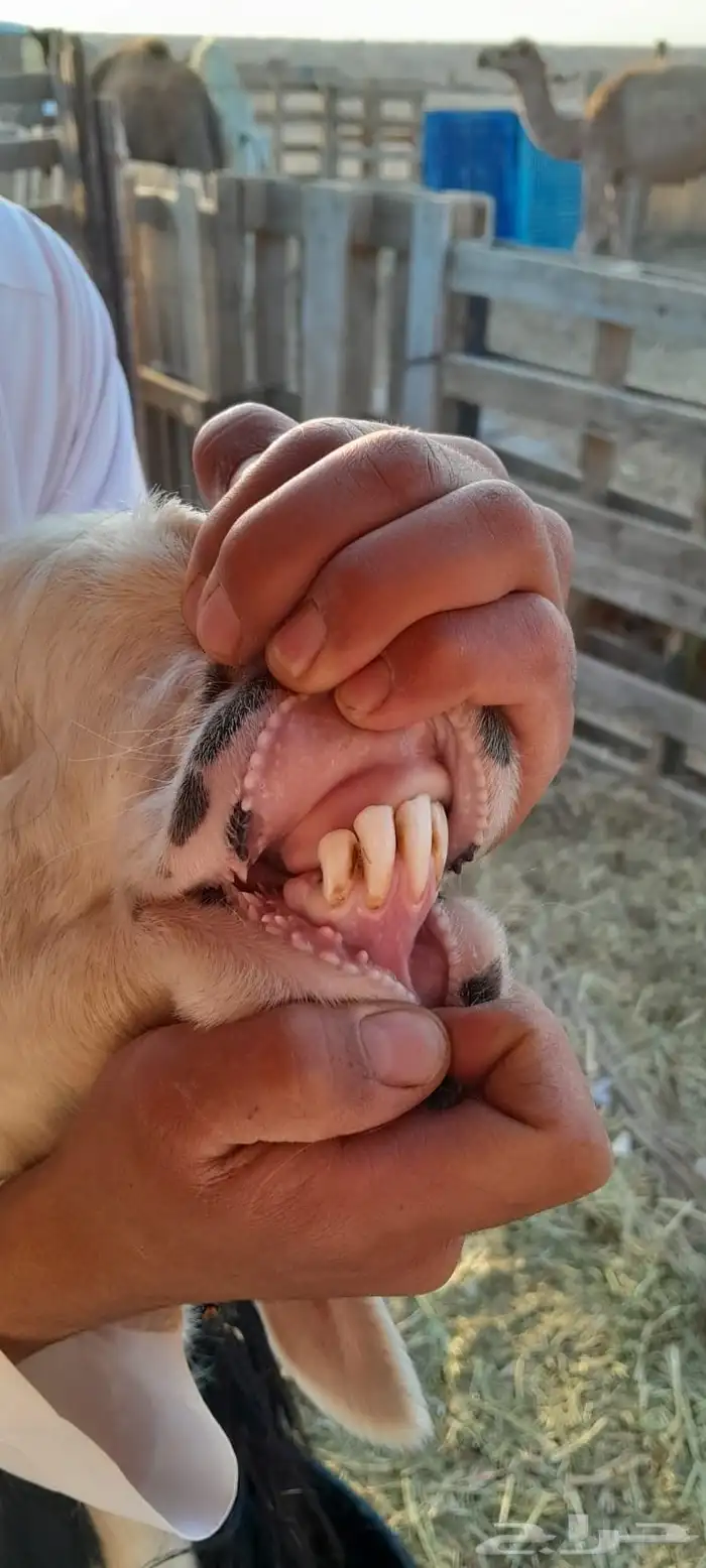شات طيبه ب الحيل تو مسدسه 1