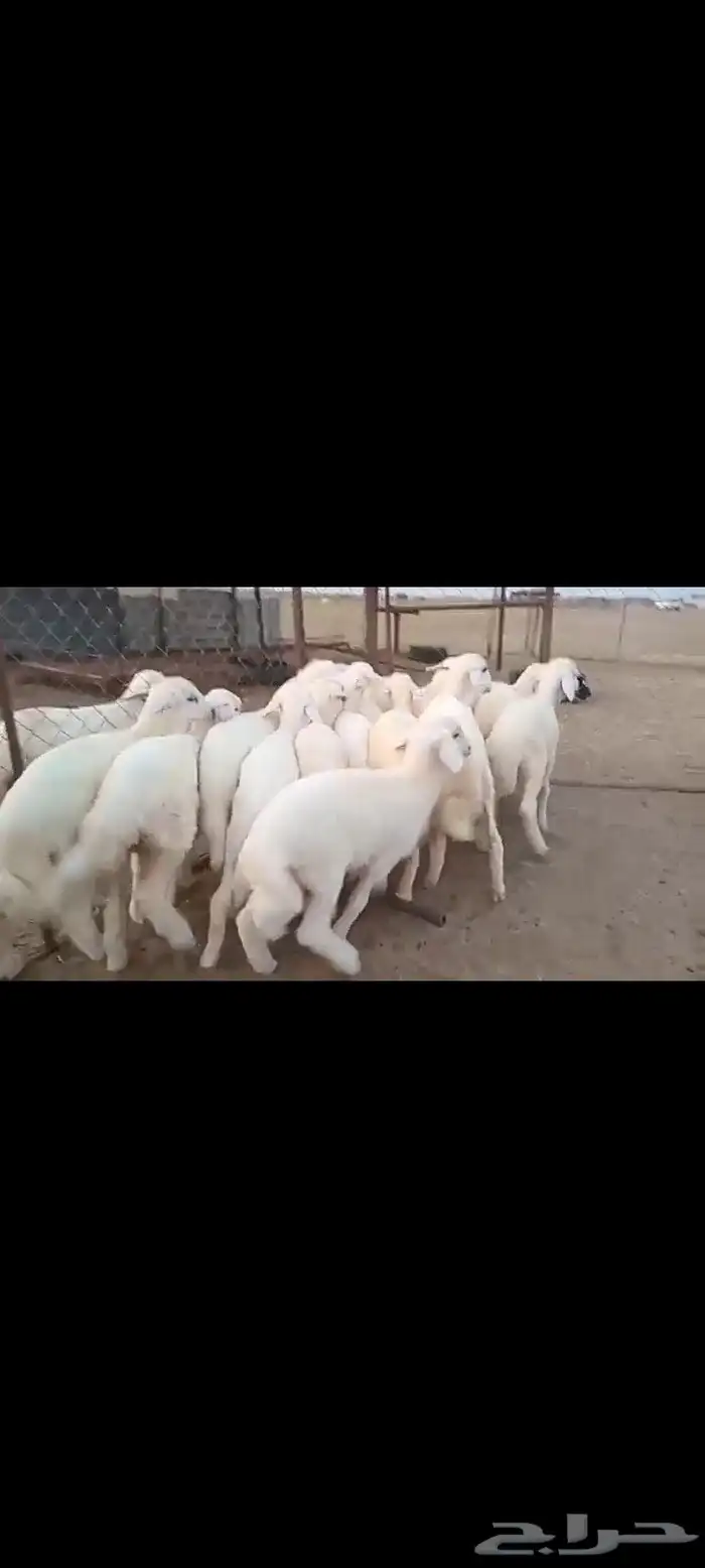 النوع بهم تربيه حري شعره بيض وطرف   العدد 2