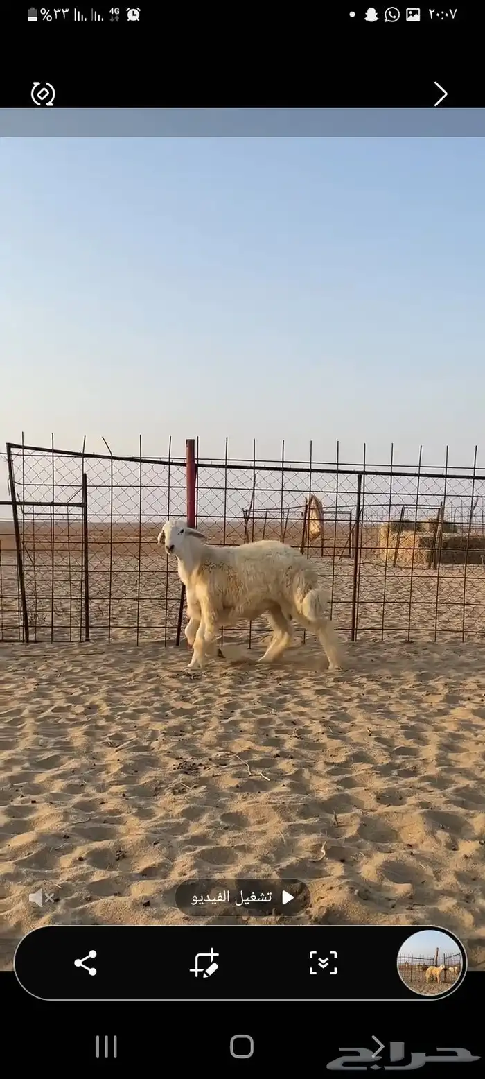 مشروع فحل حري 2