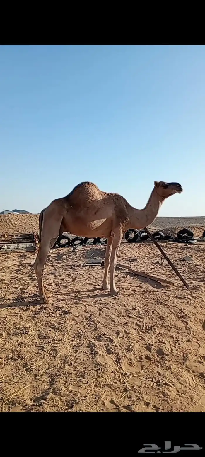 نياق ثنتين حيل قصب فل شحم 0
