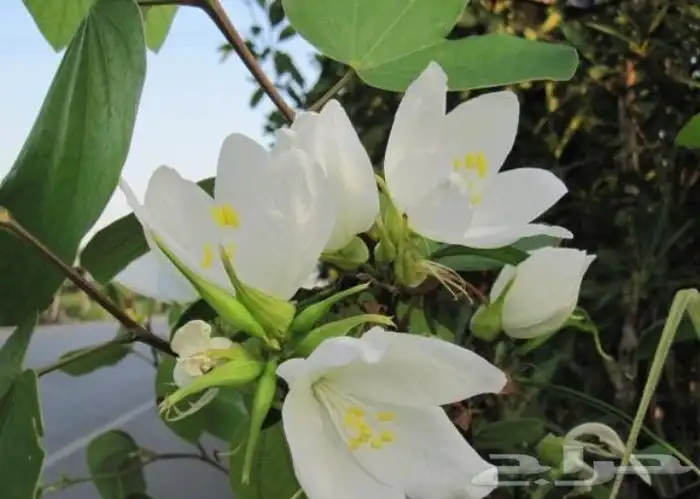 شتلات بوهينيا اخومميناتا bauhinia acuminataمبرقش نادر 3