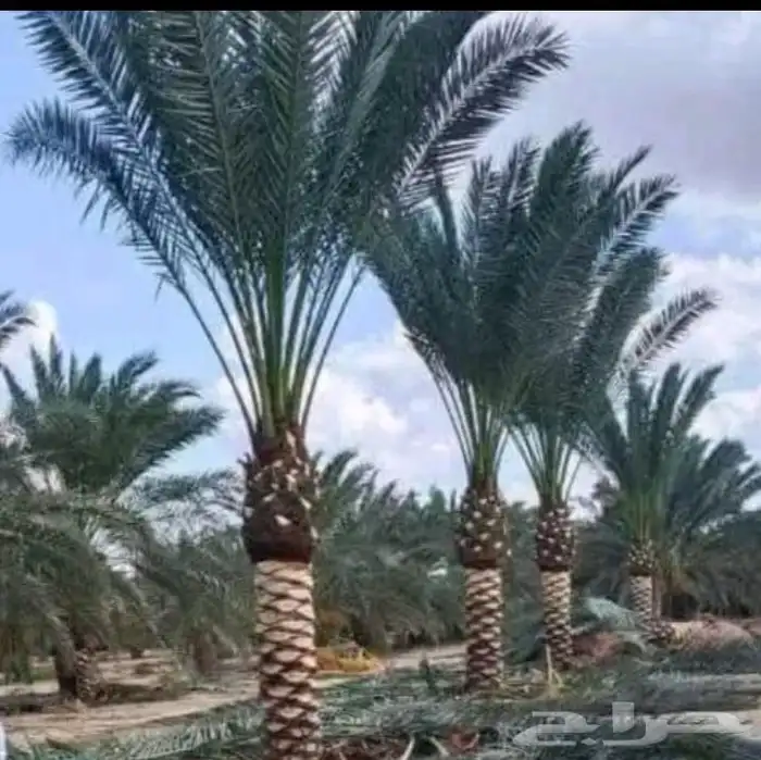 نخل البيع 0