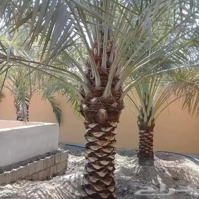 تنسيق حدائق 4