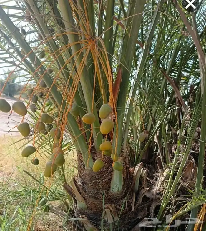 نخل فسايل ونقايل 1