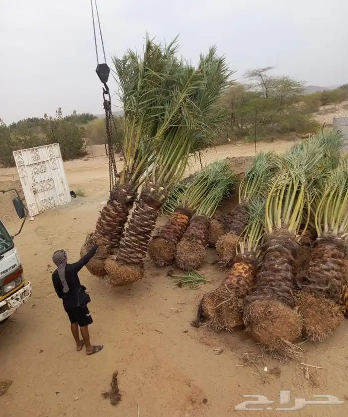 نخل اللبيع 5