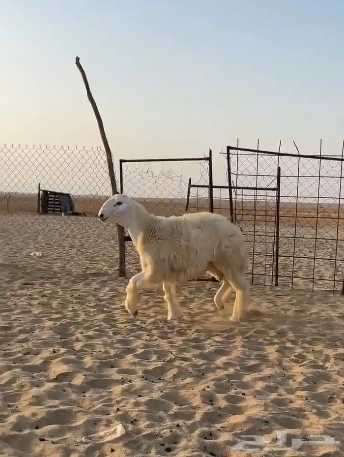 مشروع فحل حري 1