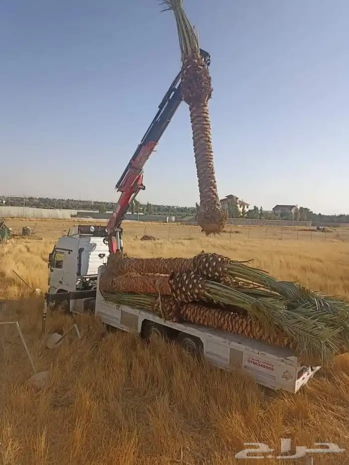 يوجد لدينا جميع انواع النخل للبيع للتواصل 9