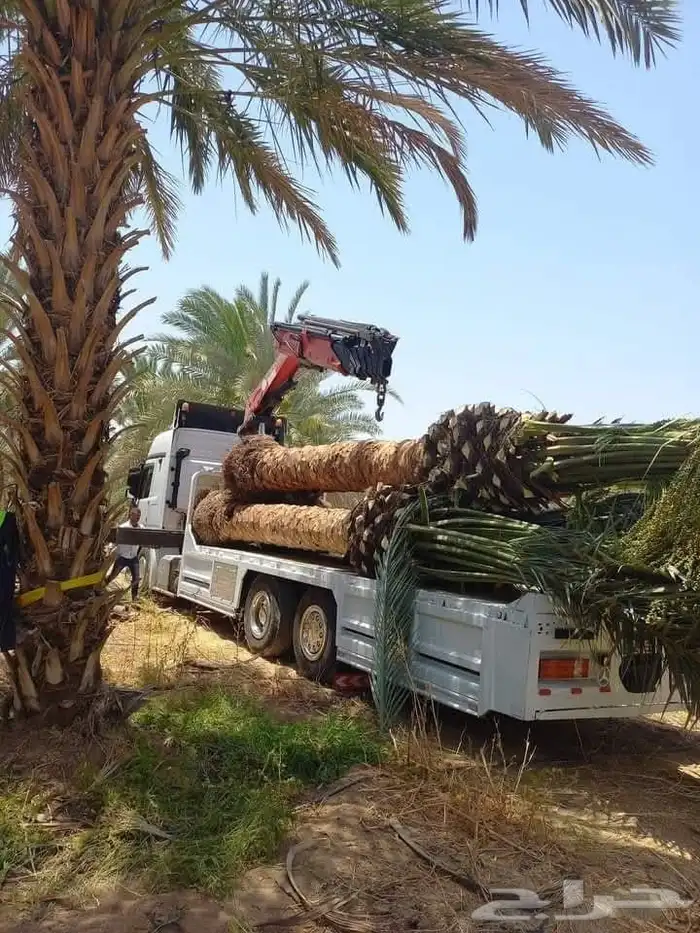 يوجد لدينا جميع انواع النخل للبيع للتواصل 8