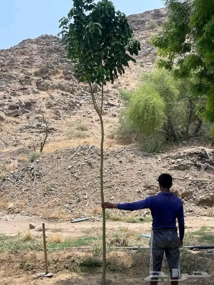 مشتل حسن قرني للزراعة شتلات جميع انواع شجرت باالجملة للزراعة 1