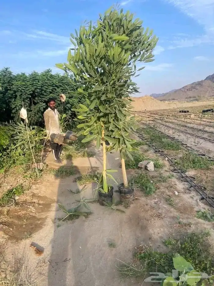 مشتل حسن قرني للزراعة شتلات جميع انواع شجرت باالجملة للزراعة 0