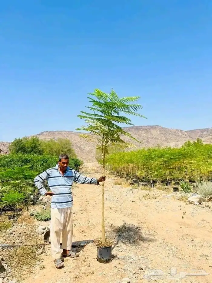 مشتل حسن قرني للزراعة شتلات جميع انواع شجرت باالجملة للزراعة 3