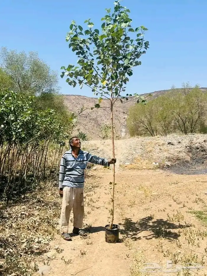 مشتل حسن قرني للزراعة شتلات جميع انواع شجرت باالجملة للزراعة 7