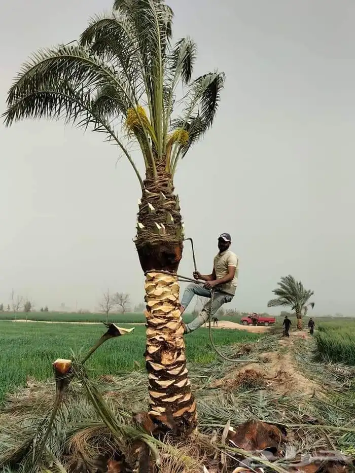 تنسيق حدائق 3