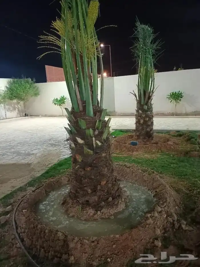 يوجد لدينا جميع انواع النخيل العربي والوشنطن 1