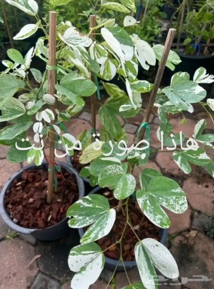 شتلات بوهينيا اخومميناتا bauhinia acuminataمبرقش نادر 2