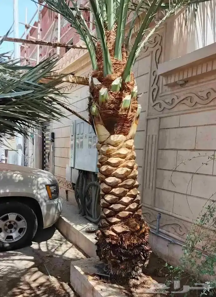 تنسيق حدائق 7