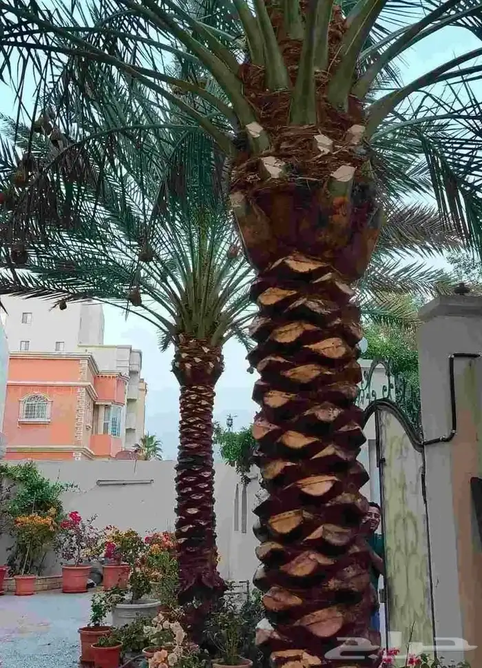 تنسيق حدائق 9