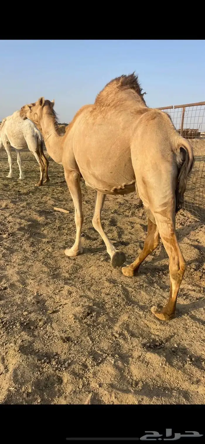ملاقي منيحه تلد الحد 7500 تم البيع 2