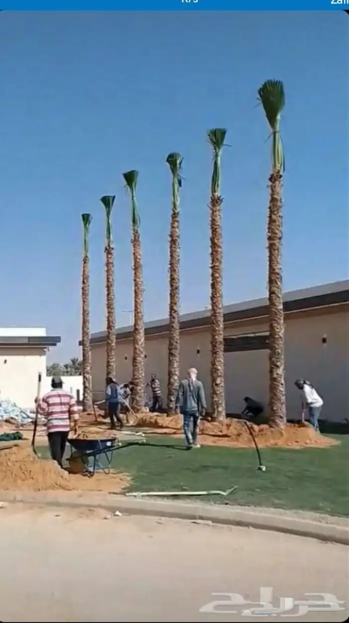 أشجار زيتون ونخل مثمرللبيع 1
