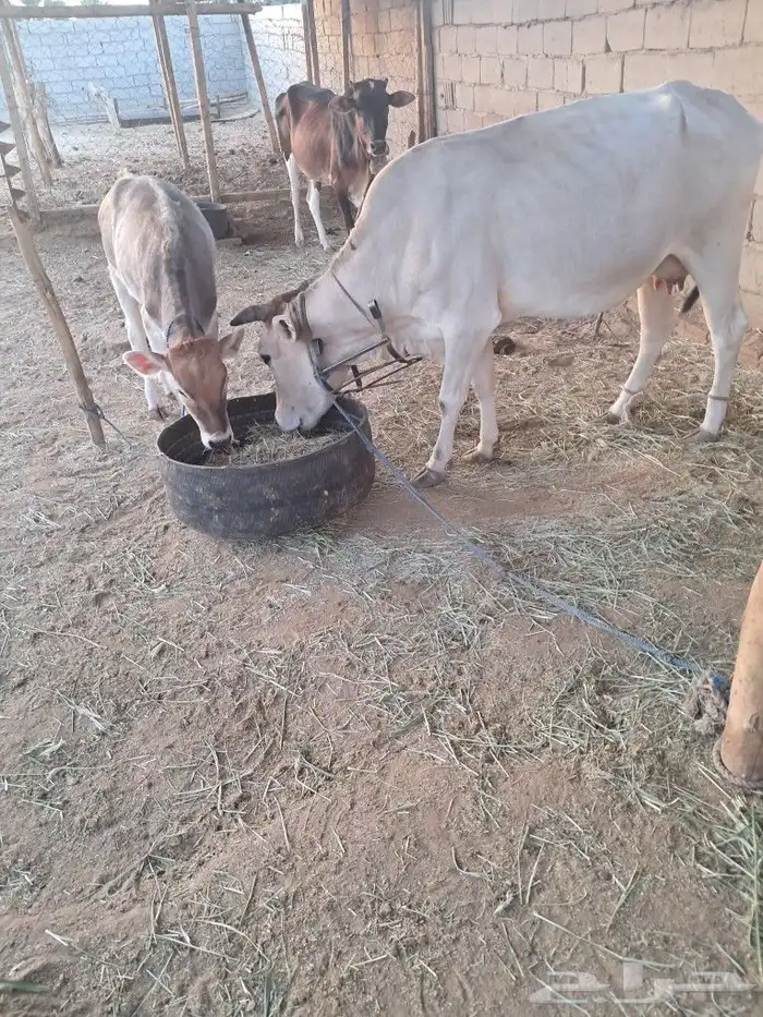 للبيع بقره خلفه تاني ولاده لها بنتها عمرها خمسه اشهر 2