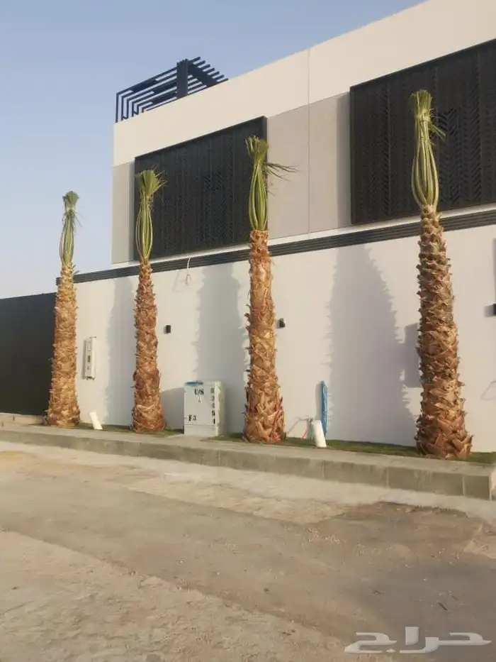 نخل واشنطونيا ونخل عربي 4