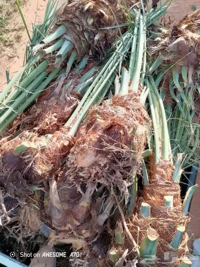 تكريب وقلع وغرس النخل والاشجار وكل شيء يخص الزراعه 1