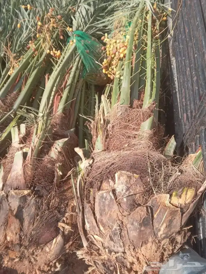 نخل للبيع نخيل نقابل فسايل جثايث خلاص برحي سكري صقعي شيشي 4