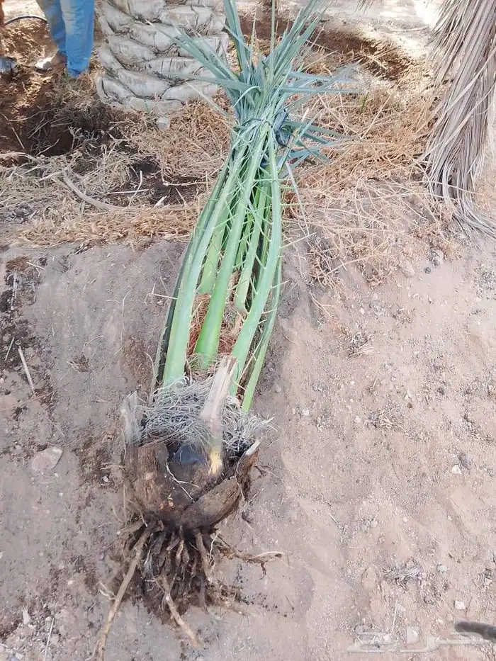 نخل للبيع نقايل جثايث فرواخ 0